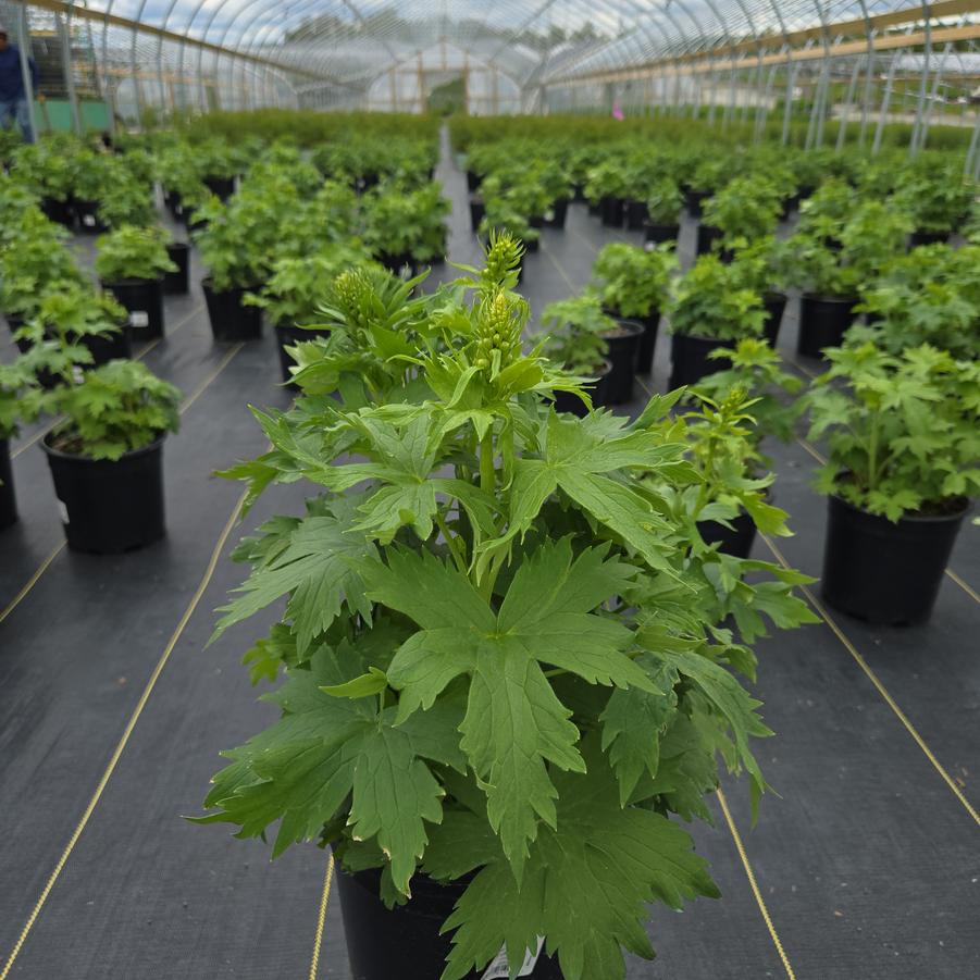 Delphinium elatum Aurora&trade; Lavender