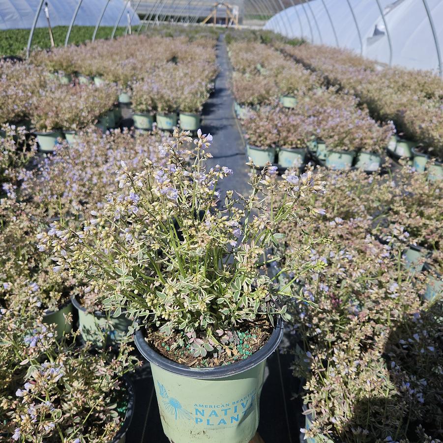 Polemonium reptans 'Stairway to Heaven'