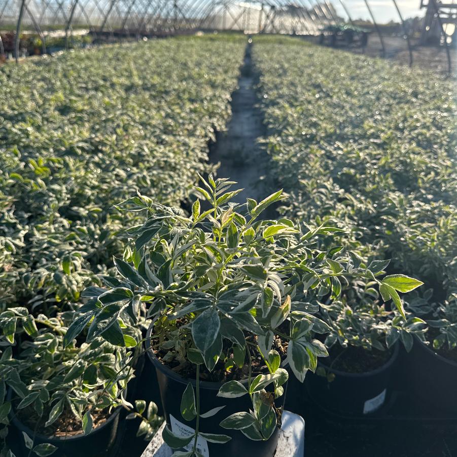 Polemonium reptans 'Touch of Class'