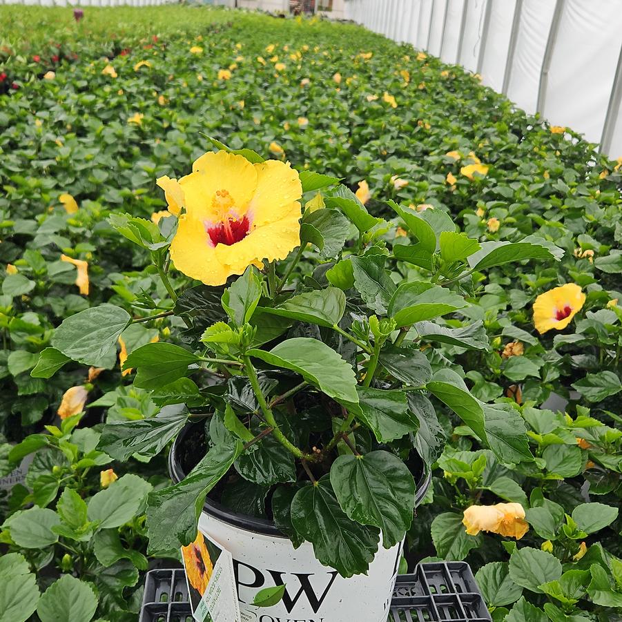 Hibiscus rosa-sinensis Hollywood Hibiscus® Golden Globe™