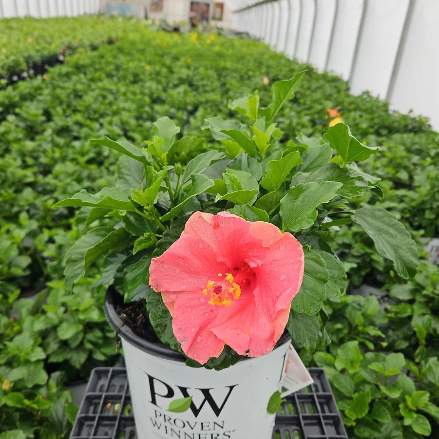 Hibiscus rosa-sinensis Hollywood Hibiscus™ Bloom Bash®