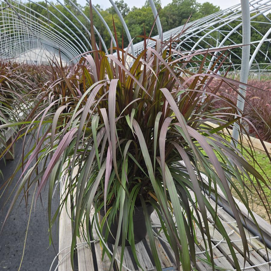 Pennisetum purpureum Graceful Grasses® Vertigo®