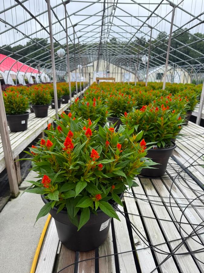 Celosia 'Kelos Fire Orange'