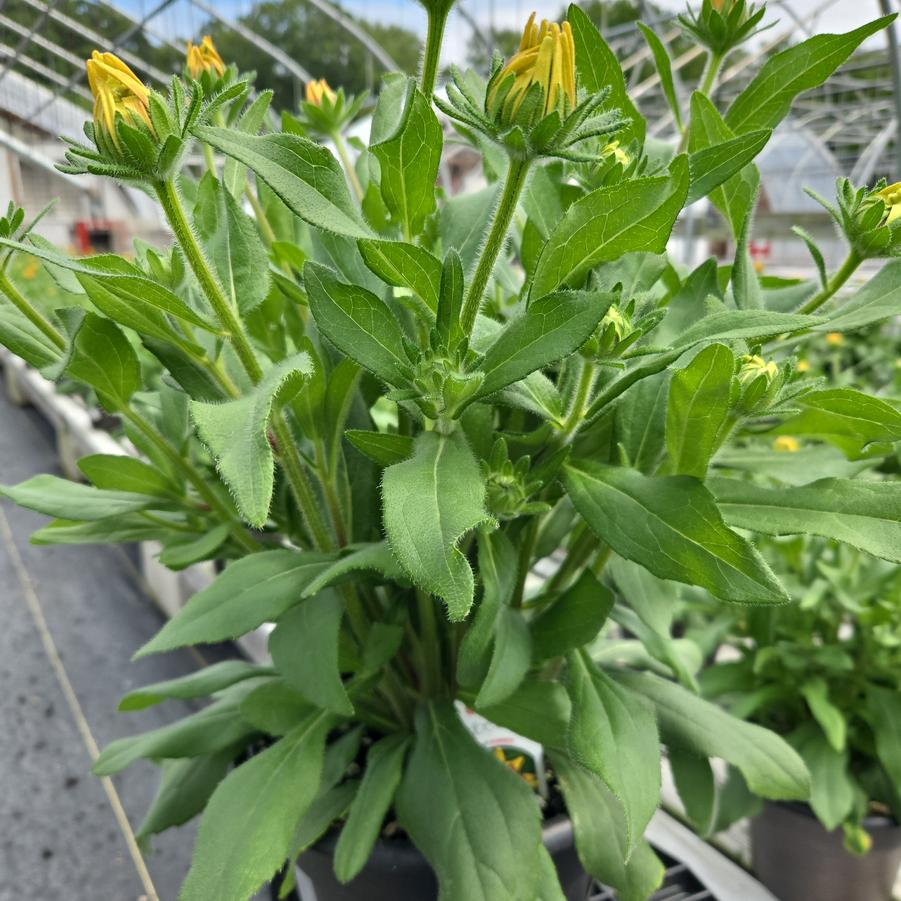 Rudbeckia x Sunbeckia® Mia