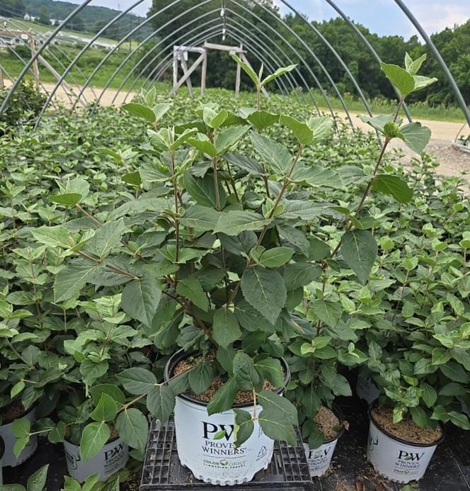 Viburnum carlesii Spice Cowboy®