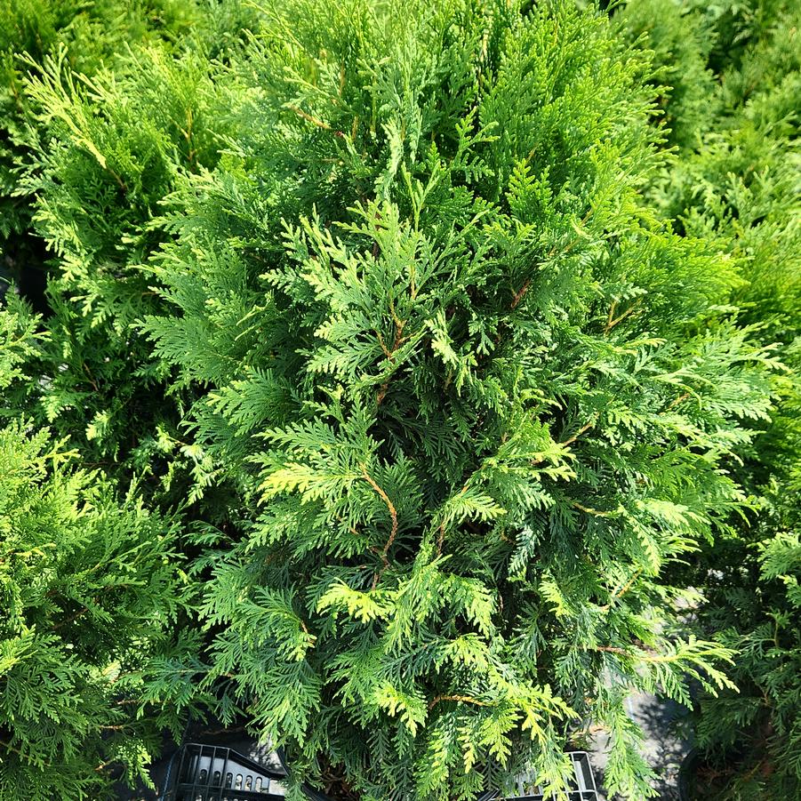 Thuja occidentalis 'Shadowspire'