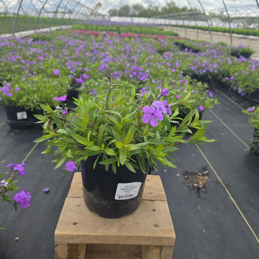 Phlox x 'Woodlander Purple'