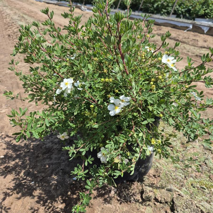 Potentilla fruticosa 'Abbottswood'