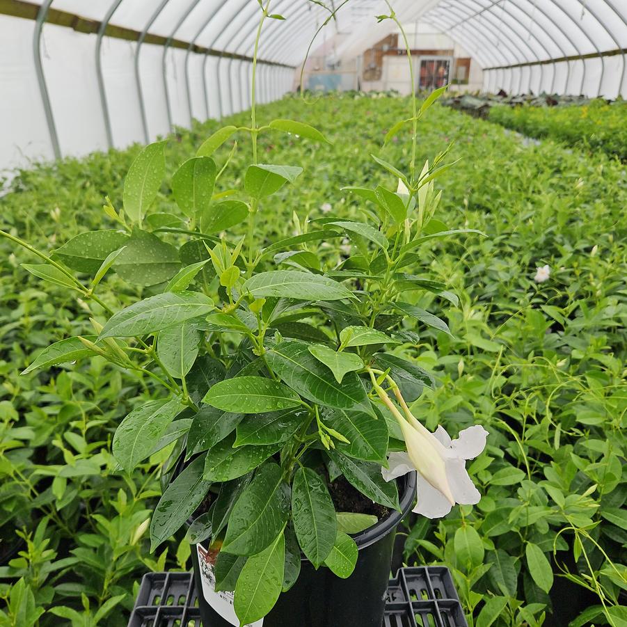Mandevilla Sundenia® White