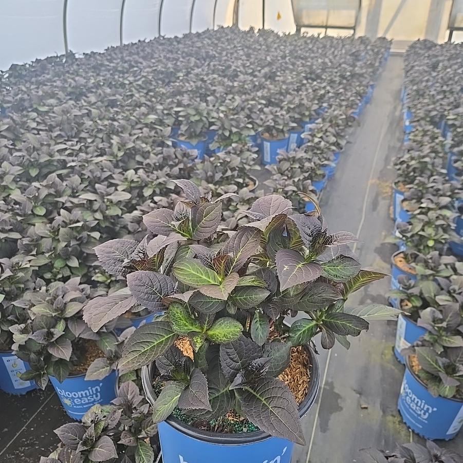 Hydrangea macrophylla Soul Mate™