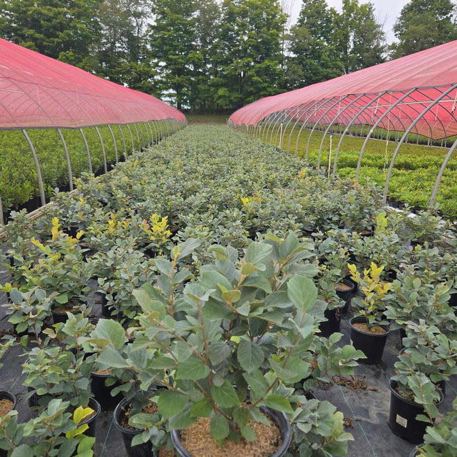 Fothergilla gardenii 'Whispering Blue'