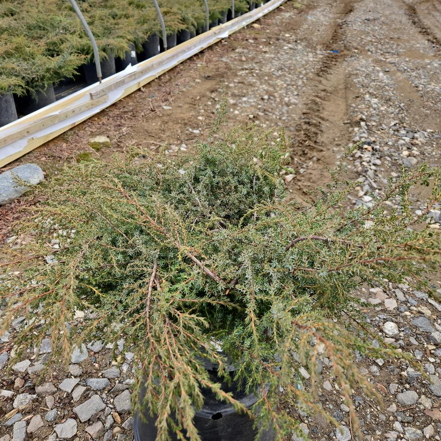 Juniperus communis 'Effusa'