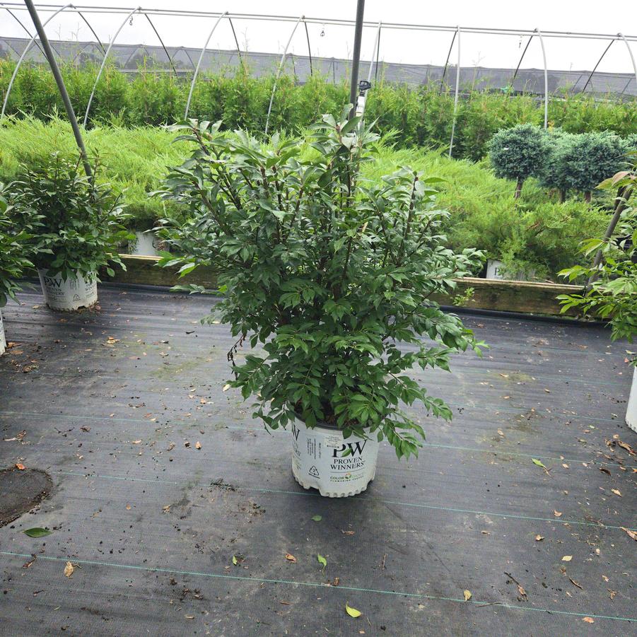 Euonymus alatus Fire Ball Seedless®