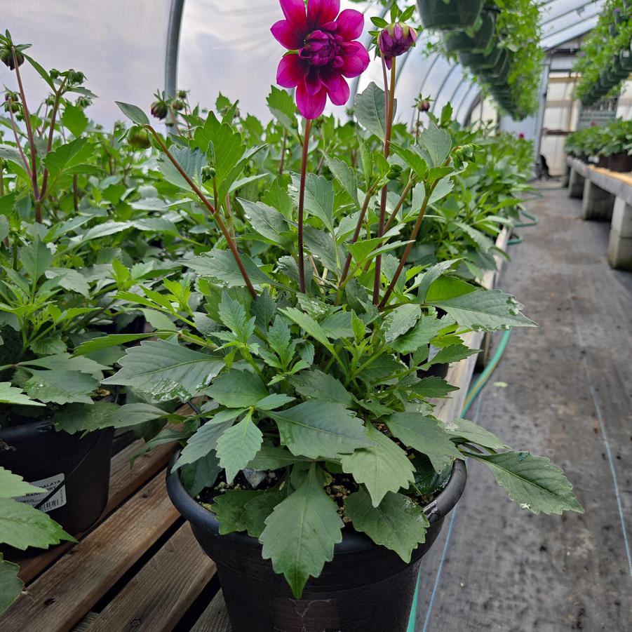 Dahlia Dalaya® Cranberry