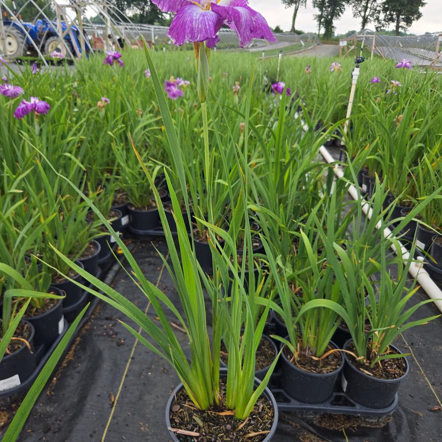 Iris ensata Harlequinesque