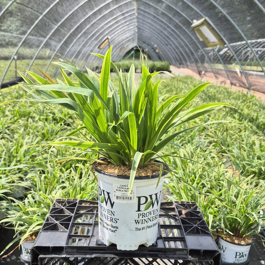 Carex laxiculmis 'Noble Native