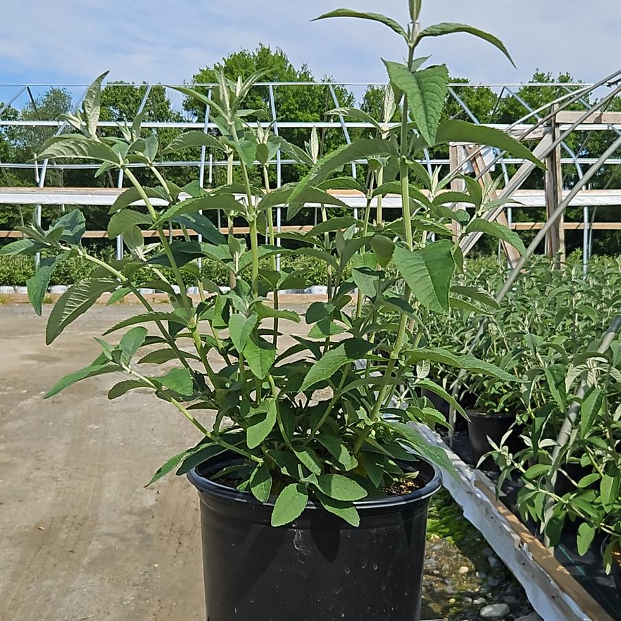 Buddleia x weyeriana 'Bicolor'