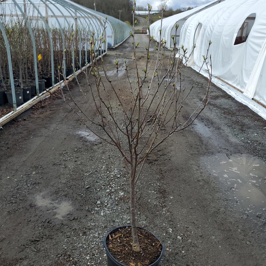 Prunus x 'Montmorency'