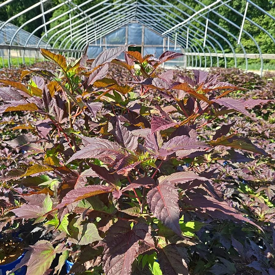 Hibiscus moscheutos 'Morello'