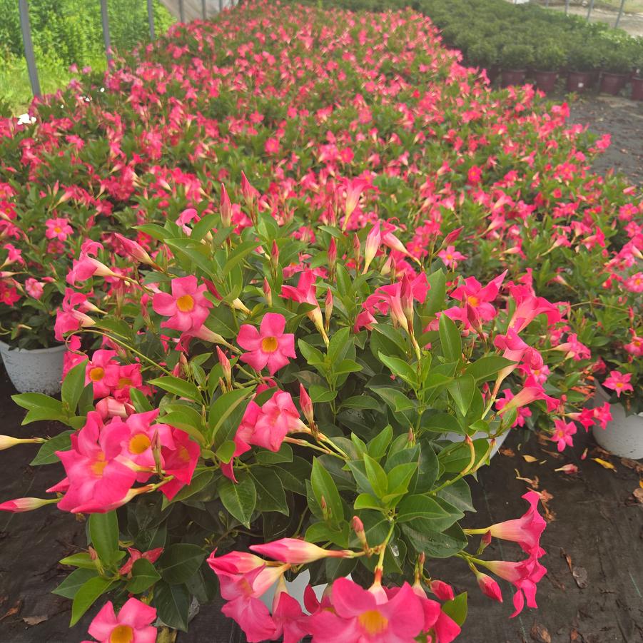 Mandevilla Pink