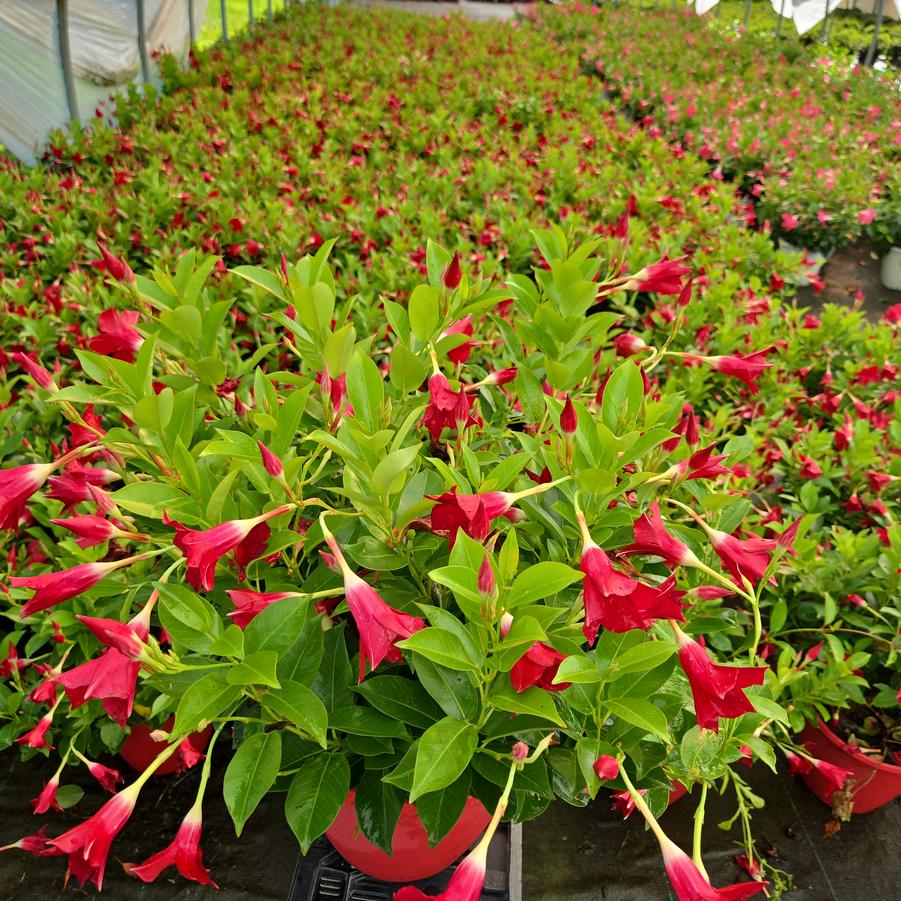 Mandevilla Red
