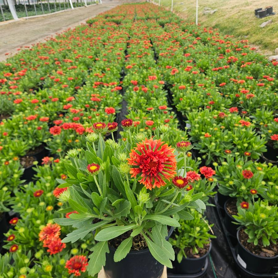Gaillardia aristata SpinTop® 'Mariachi Red'