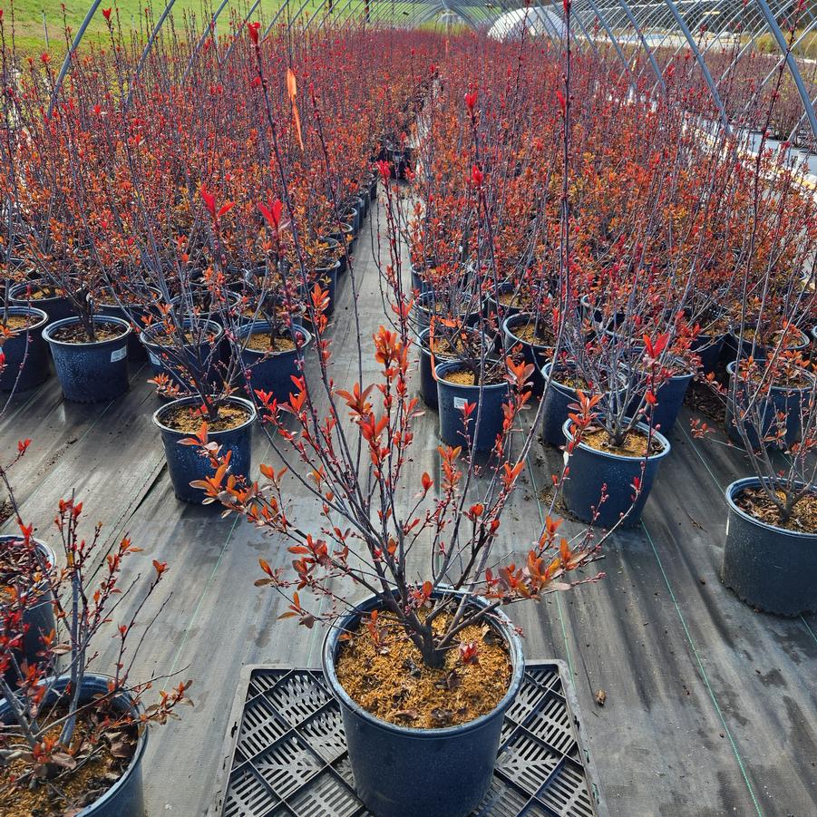 Prunus x cistena 