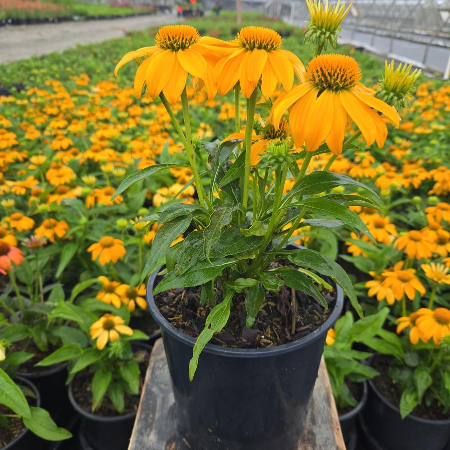 Echinacea Guatemala™ 'Papaya'