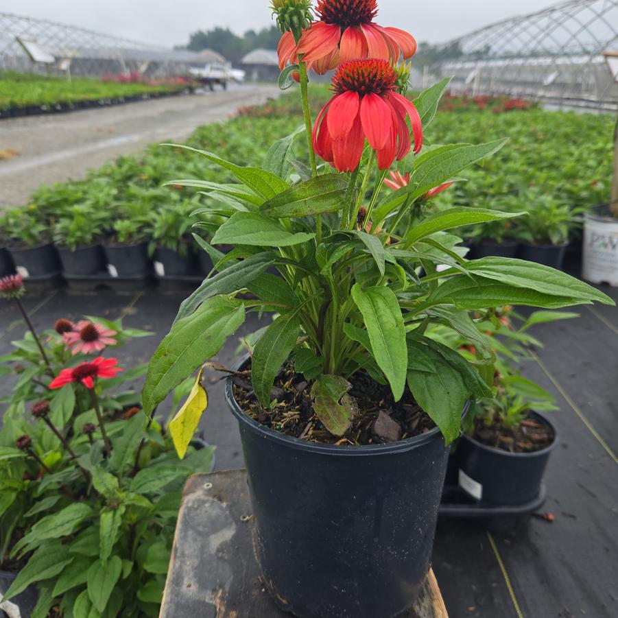 Echinacea Guatemala™ 'Papaya'