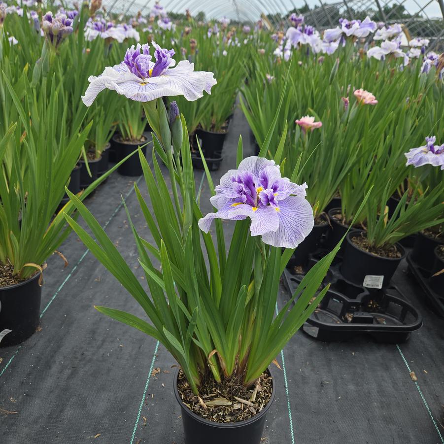 Iris ensanta 'Center of Attention'