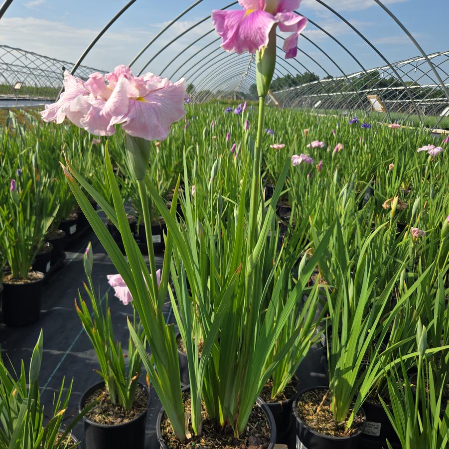 Iris ensata 'Pinkerton'