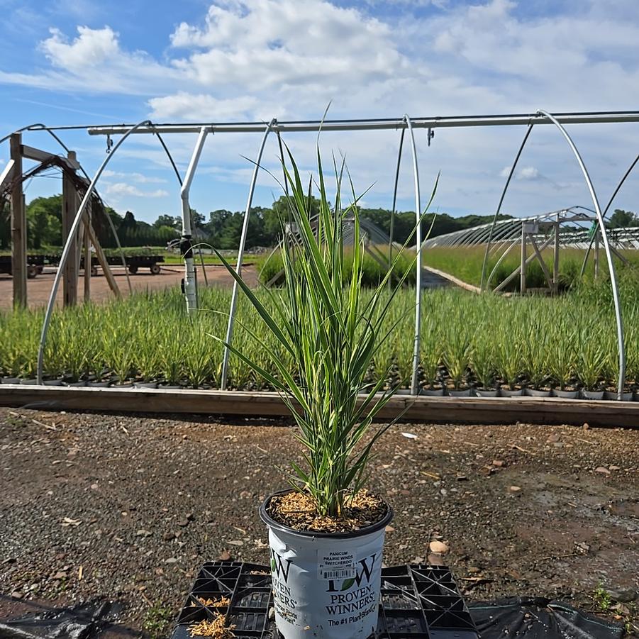 Panicum Prairie Winds® 'Switcheroo'