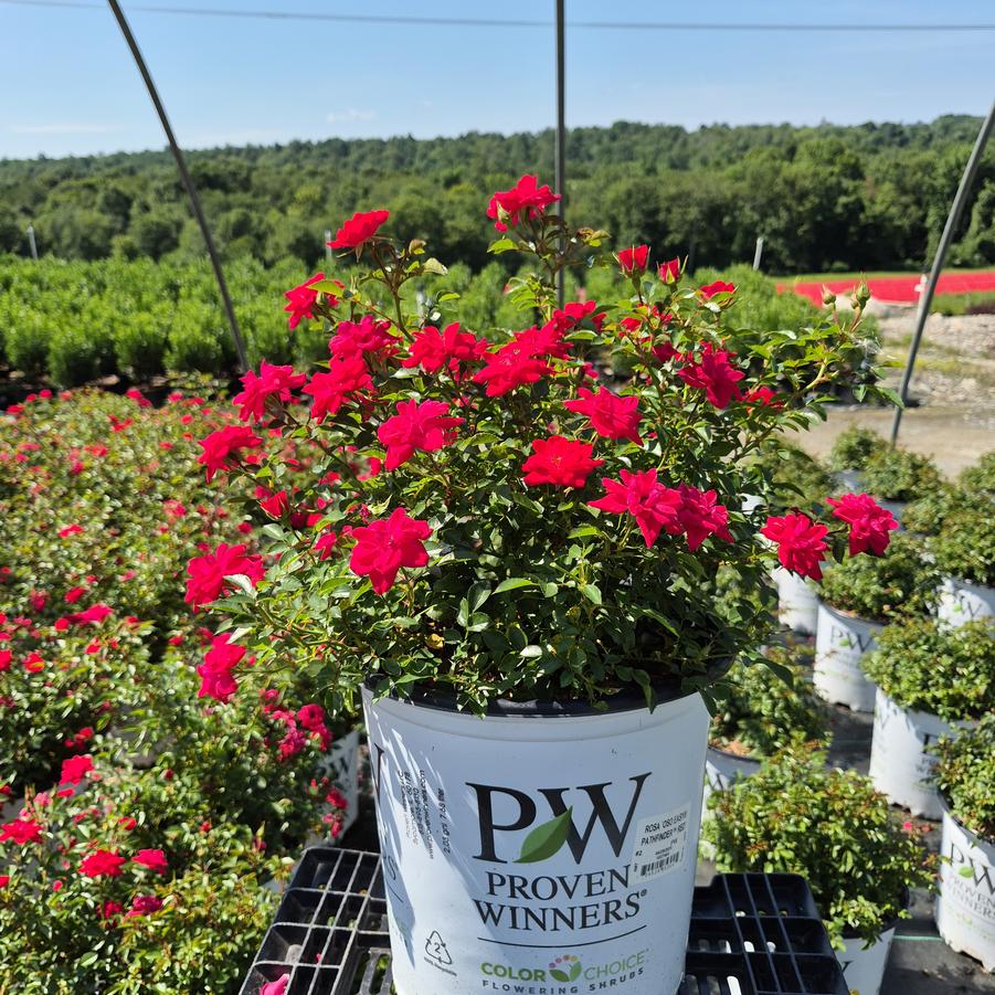 Rosa x Oso Easy® Pathfinder™ Red