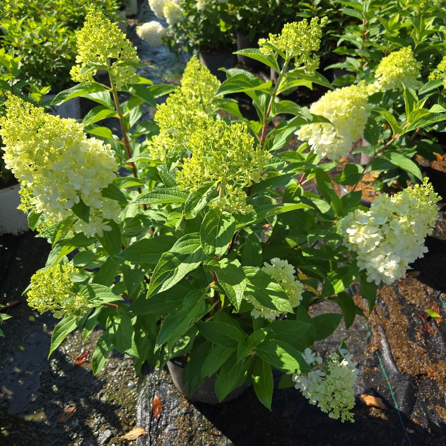 Hydrangea paniculata Sweet Starlight®