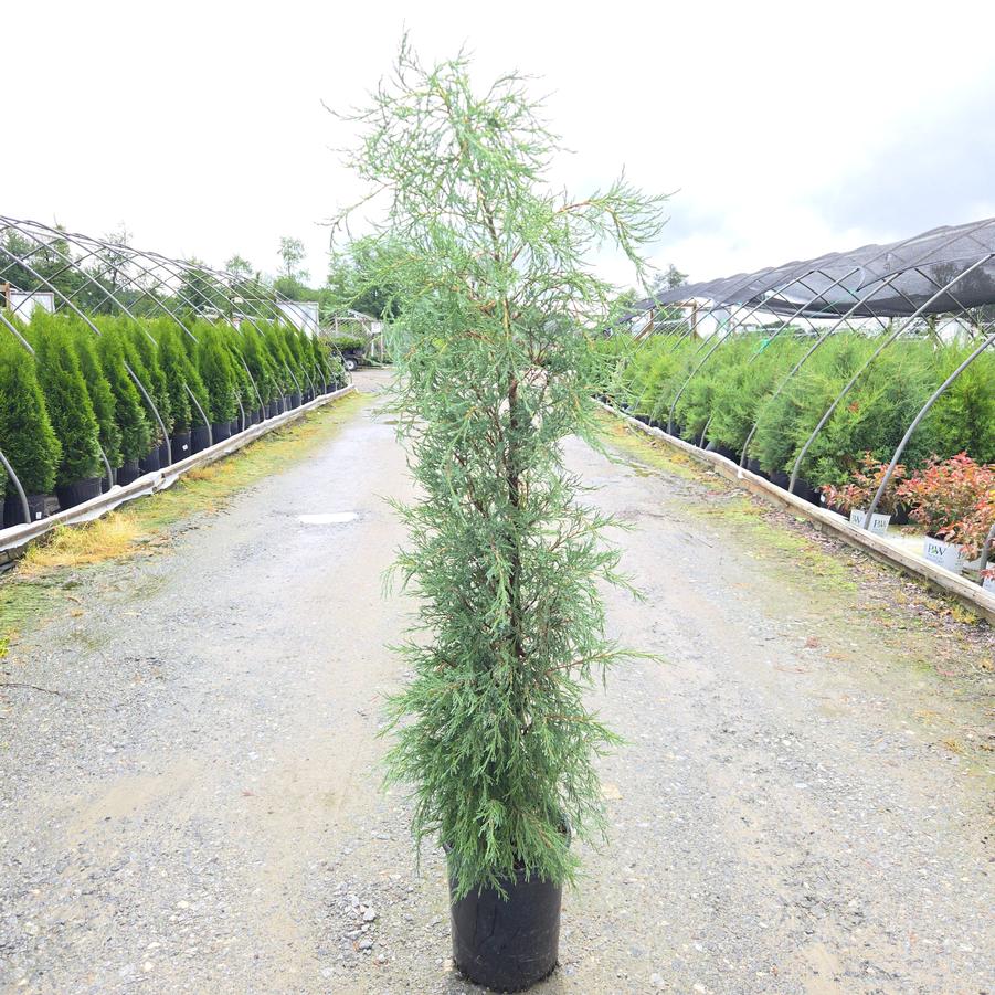 Juniperus scopulorum 'Woodward'