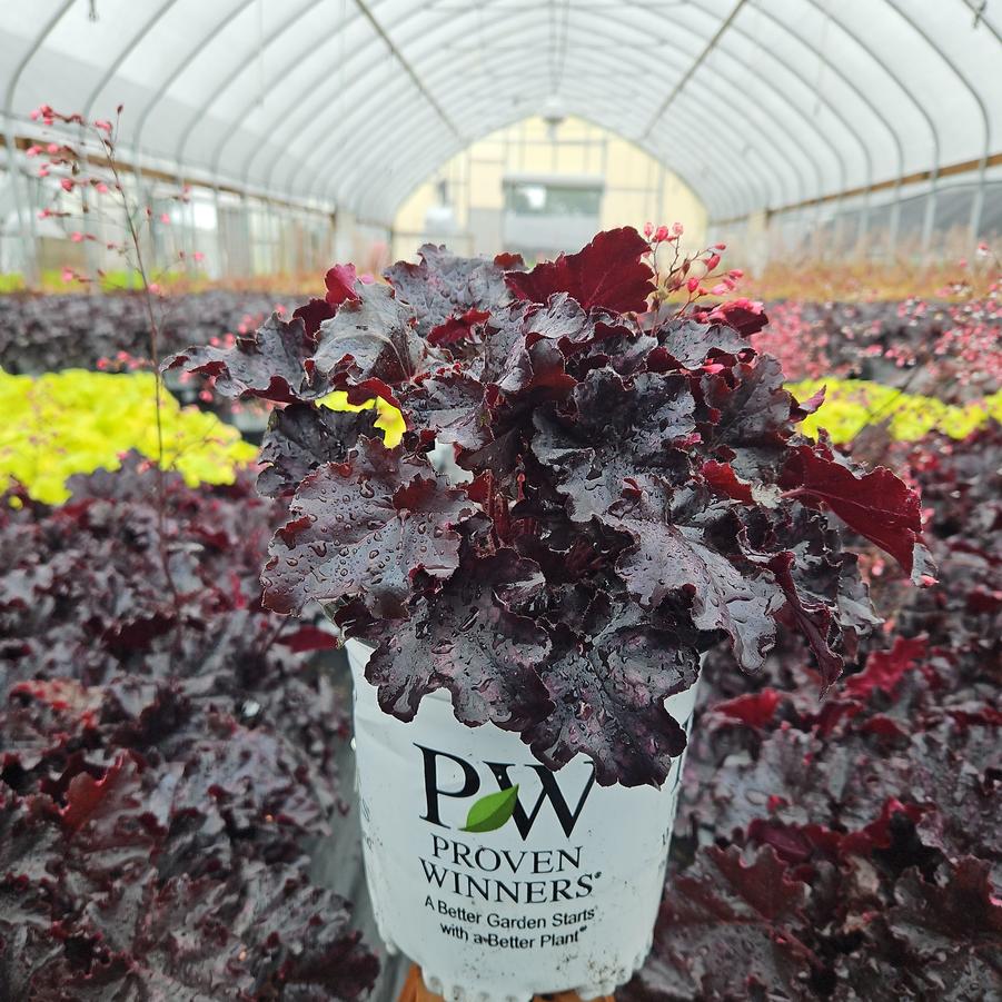Heuchera hybrid Dolce® 'Sultry Night'