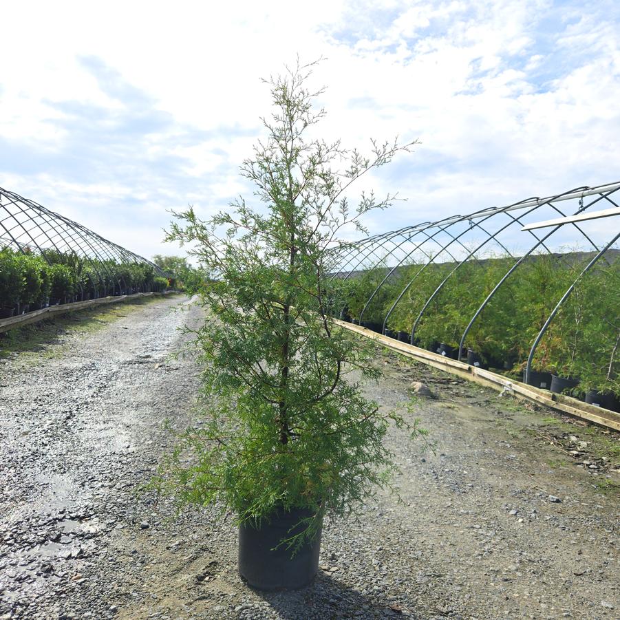 Chamaecyparis thyoides 
