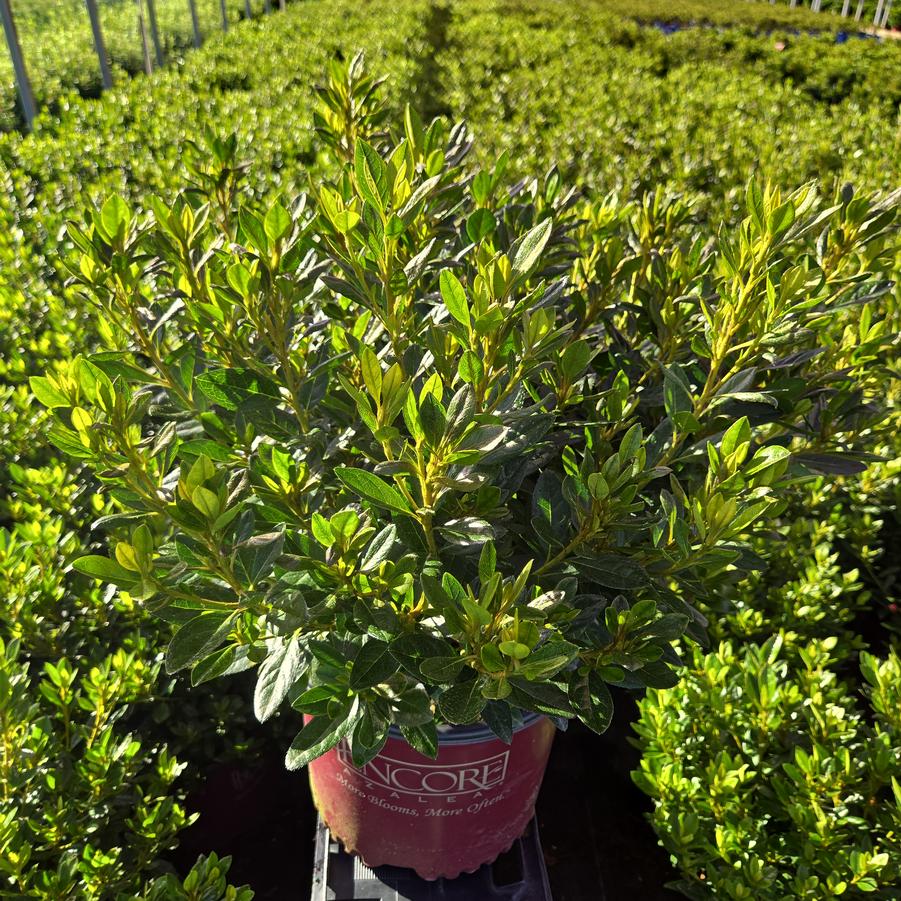 Azalea x Encore® Autumn Velvet®
