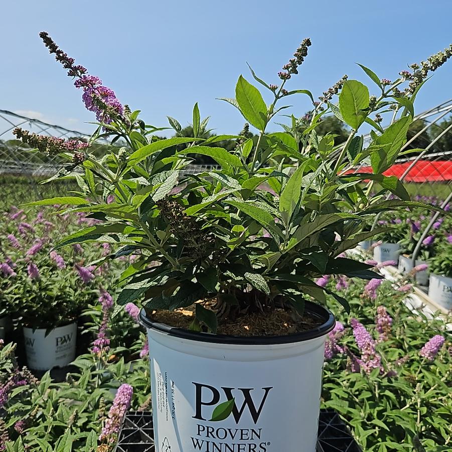 Buddleia x Pugster Sorbet™