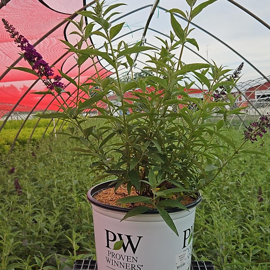 Buddleia x Darkest Night®