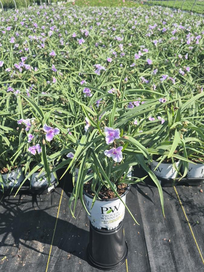 Tradescantia hybrid 'Webmaster'