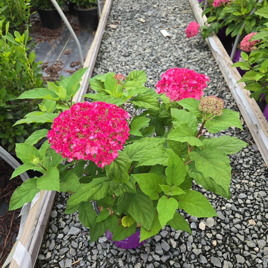 Hydrangea arborescens DreamScape™