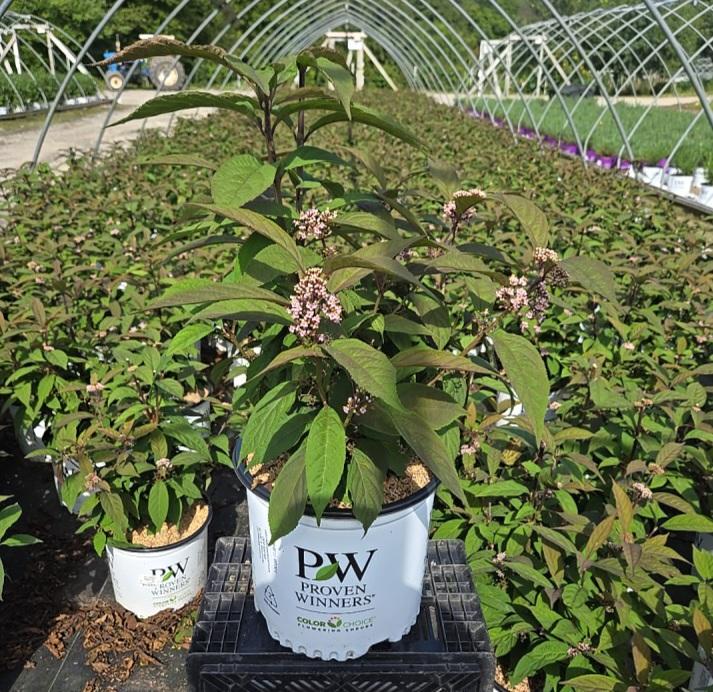 Callicarpa x Bubble Up®