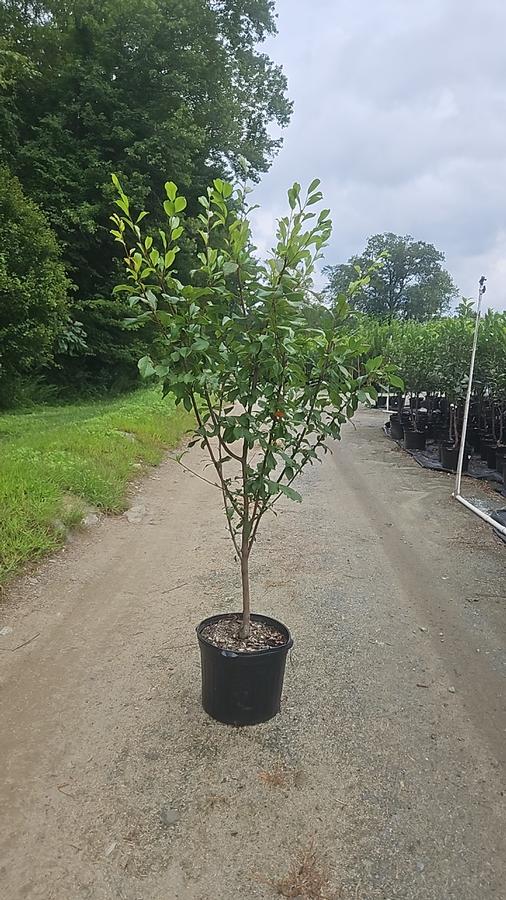 Prunus x 'Superior'