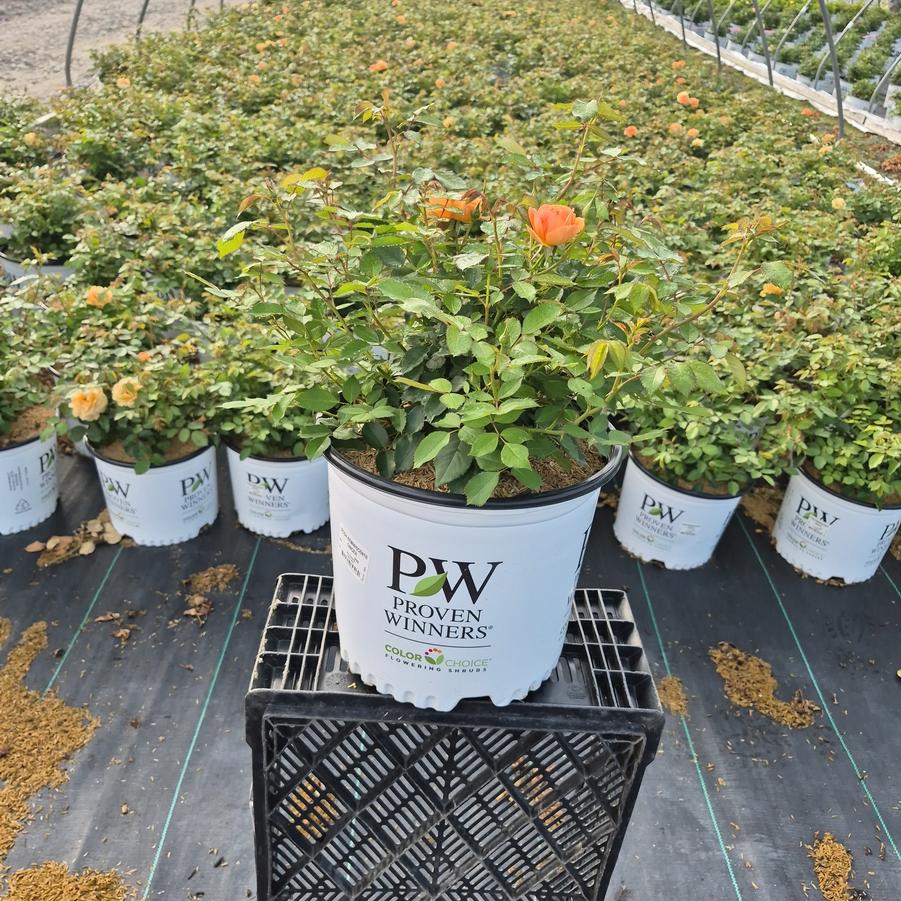 Rosa x Reminiscent® Ginger