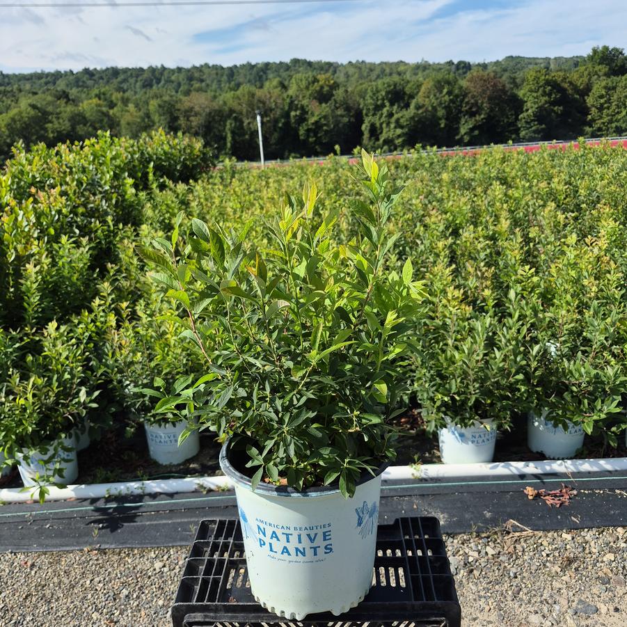 Vaccinium stamineum Native Star™ 'Seeing Stars'