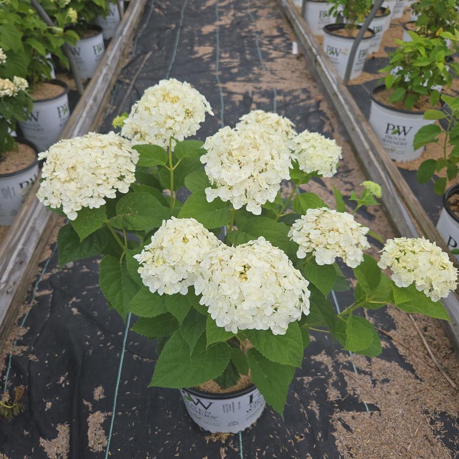Hydrangea arborescens Invincibelle Wee White® 2.0
