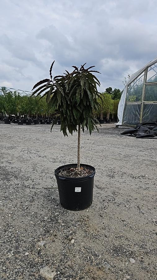 Prunus persica Ruby Ruffle®