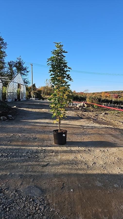 Liquidambar styraciflua StraightUp!™