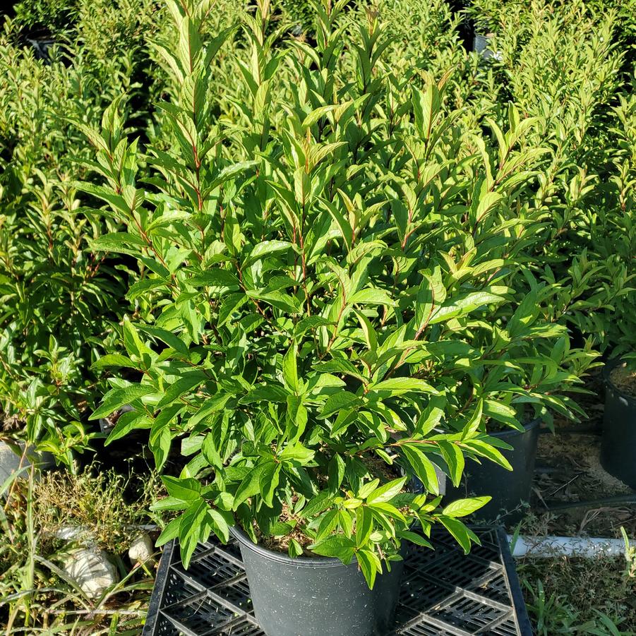 Prunus glandulosa Rosea